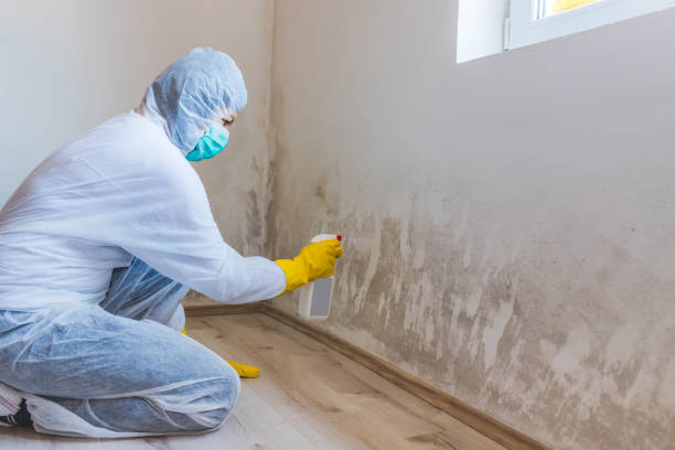 Licensed Mold Remediation service in Burke, VA - WQB Mold Removal